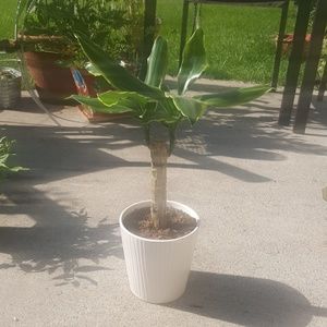 Modern Succulent Pot